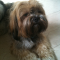 Lhasa Apso