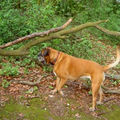 Boxer