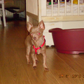 Chihuahua