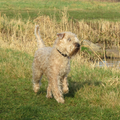 Irish Softcoated Wheaten Terriër