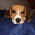 Oliver onze nieuwe Beagle pup.