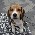 Oliver onze nieuwe Beagle pup.