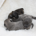 chikechihuahua