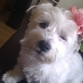 Maltezer