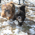 Lhasa Apso