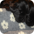 Grouse Steps Flatcoated Retriever Kennel