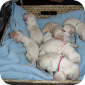 Goldenpups van Antonisse 
