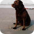 Labrador