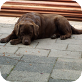 Labrador