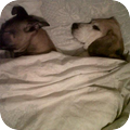 Zino en Ziva hebben saampies het bed ingepikt. Lekker warm tukkie doen.