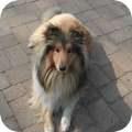 Schotse-collie
