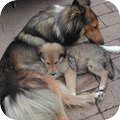 Schotse-collie