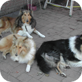 Schotse-collie