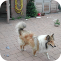 Schotse-collie