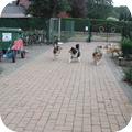 Schotse-collie