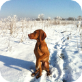 Vizsla (Hongaarse staande hond)