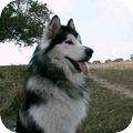 Alaskan Malamute