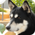 Siberische Husky
