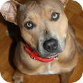 American Staffordshire Terrier