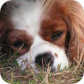 Cavalier King Charles Spaniel
