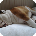 Engelse Bulldog
