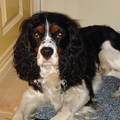 Engelse Cocker Spaniel