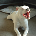 Dit is onze puppy Balou dit net op het moment dat de foto genomen werd uitgebreid ging gapen :-)
