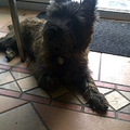 Cairn Terrier