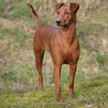 Duitse Pinscher