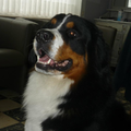 Berner Sennenhond