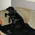 Labrador