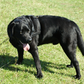 Labrador