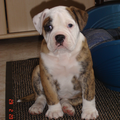 Old English Bulldog