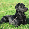 Flat Coated Retriever