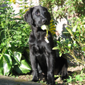 Flat Coated Retriever