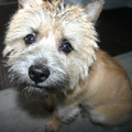 Cairn Terrier