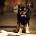 Twinko misdraagt zich op puppy cursus!