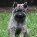Oud Duitse Herdershond