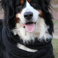Berner Sennenhond
