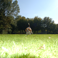 Dit is dus mijn hond als ze aan het rennen is. 

Het hoort een beagle te zijn maar hier lijkt ze echt een op buldog. hihi.

Daarom deze foto.

Enjoy!