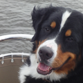 Berner Sennenhond