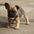 Franse Bulldog