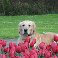 Dobby in het Park, liggend achter een flink veld tulpen.