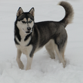 Siberische Husky