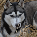 Siberische Husky
