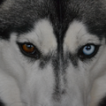 Siberische Husky