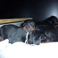 Van het Doberforest