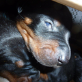 Van het Doberforest