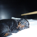 Van het Doberforest