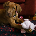 Bordeauxdog